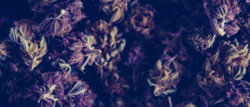 Crafting Well-Balanced Cannabis Cuisine