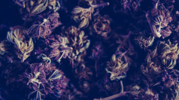 Crafting Well-Balanced Cannabis Cuisine