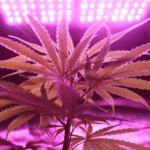 Merging Mind-Altering Worlds: Cannabis and Psychedelics