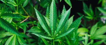 The Impact of Cannabis Regulation on Public Health