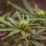 Munching Mindfully: Low-Dose Cannabis Edibles for Microdosing