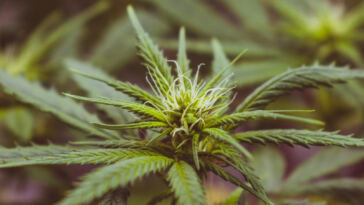 Munching Mindfully: Low-Dose Cannabis Edibles for Microdosing