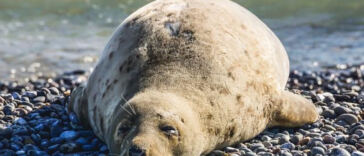 Green Seal: The Latest on Cannabis Safety Certifications