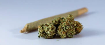 Zesty Potency: Citrusy Cannabis Strains for a Bright Buzz