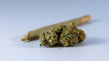 Zesty Potency: Citrusy Cannabis Strains for a Bright Buzz