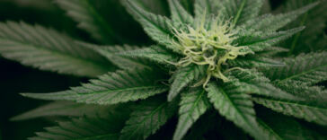 Unpacking the Intersection of Cannabis and Social Justice