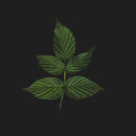 Enhancing the Melodies: Cannabis and Music Harmony