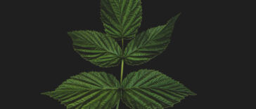 Enhancing the Melodies: Cannabis and Music Harmony