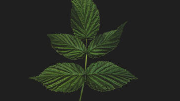 Enhancing the Melodies: Cannabis and Music Harmony