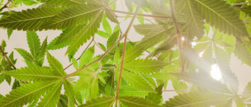 Unlocking the Power of CBD: A Natural Sleep Solution