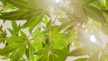 Unlocking the Power of CBD: A Natural Sleep Solution