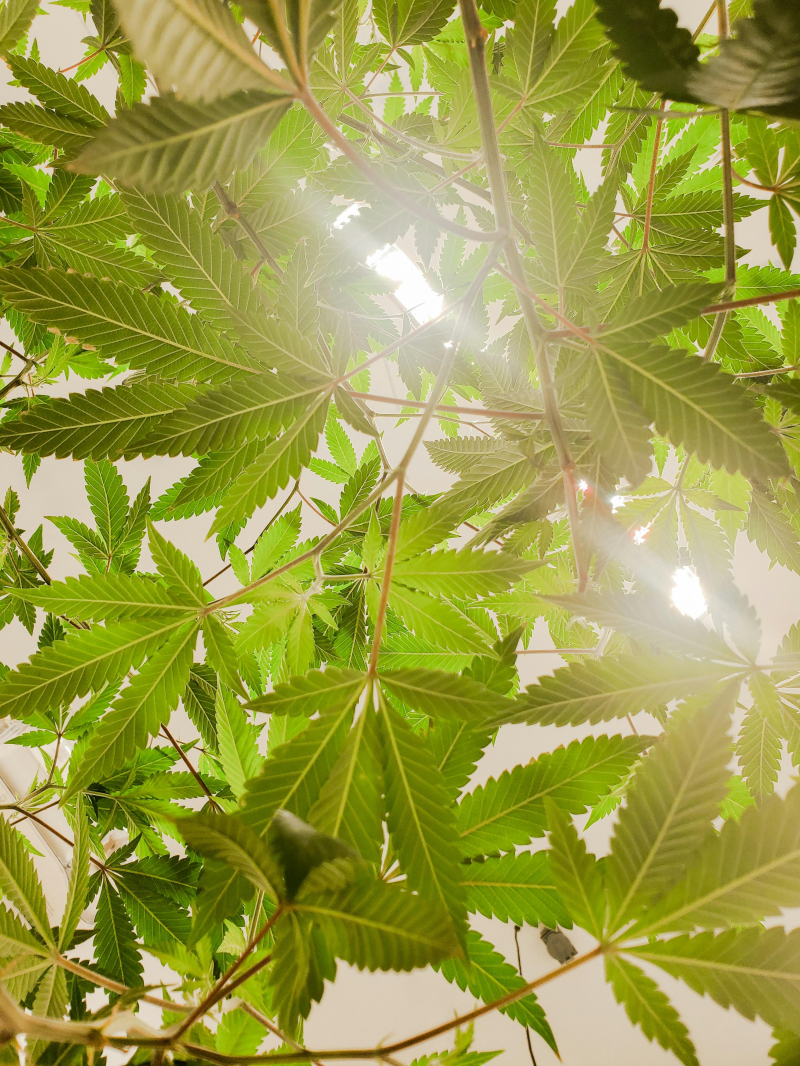 Unlocking the Power of CBD: A Natural Sleep Solution
