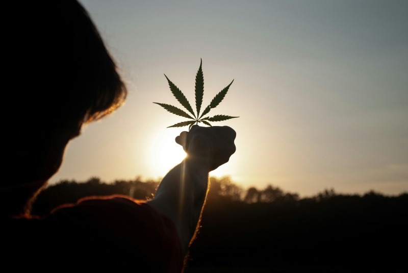 High Hopes: Unleashing Creativity with Cannabis