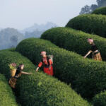 Inside the Leaf: Cannabis Dispensary Tours Revealed