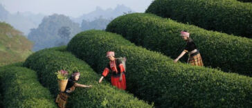 Inside the Leaf: Cannabis Dispensary Tours Revealed