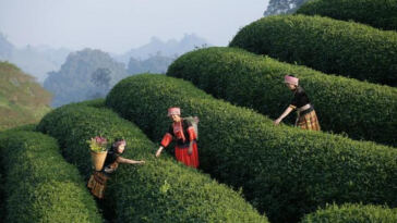 Inside the Leaf: Cannabis Dispensary Tours Revealed