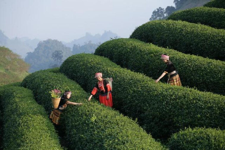 Inside the Leaf: Cannabis Dispensary Tours Revealed