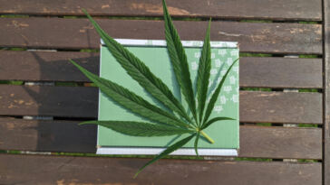 The Battle of Cannabinoids: THC vs CBD in Pain Relief