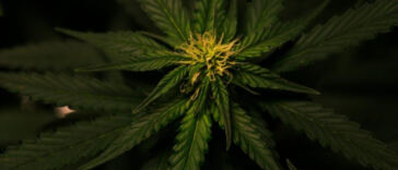 Balancing the Scales: Cannabis and Social Justice