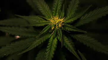 Balancing the Scales: Cannabis and Social Justice