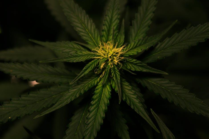 Balancing the Scales: Cannabis and Social Justice