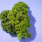 Plant-Powered Pot: The Growing Trend of Vegan Cannabis Edibles