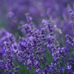 Beyond the Buzz: A New Frontier in Aromatherapy