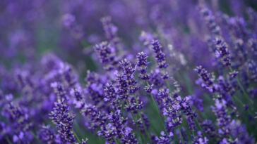 Beyond the Buzz: A New Frontier in Aromatherapy