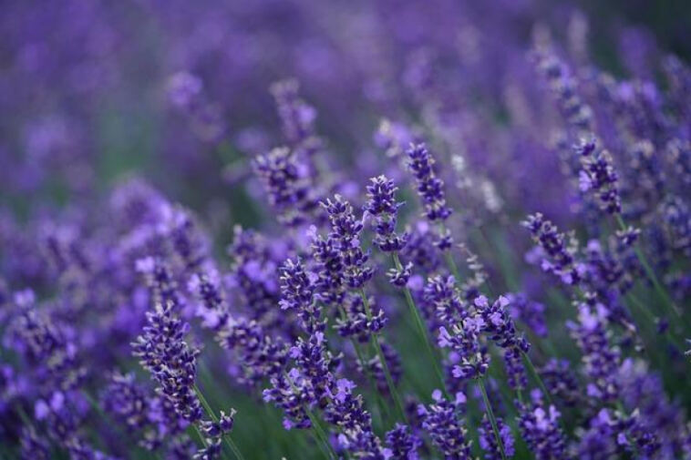 Beyond the Buzz: A New Frontier in Aromatherapy
