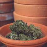 Trimming Tips: How to Prune Cannabis for Optimal Growth