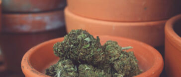 Trimming Tips: How to Prune Cannabis for Optimal Growth