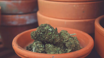 Trimming Tips: How to Prune Cannabis for Optimal Growth