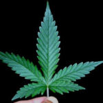Mary Jane to the Rescue: Relieving Menstrual Pain with Weed