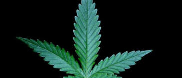 Mary Jane to the Rescue: Relieving Menstrual Pain with Weed