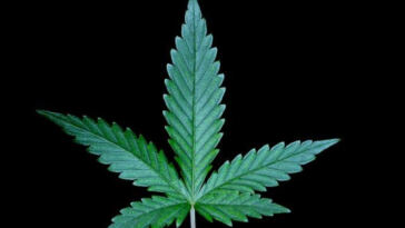 Mary Jane to the Rescue: Relieving Menstrual Pain with Weed