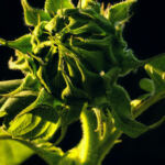 Zesty Zing: Citrusy Cannabis Strains for a Tangy Buzz