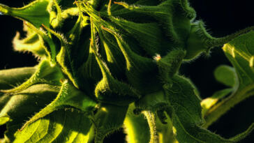 Zesty Zing: Citrusy Cannabis Strains for a Tangy Buzz