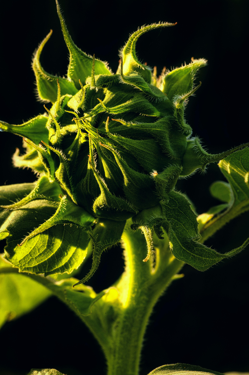 Zesty Zing: Citrusy Cannabis Strains for a Tangy Buzz