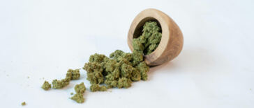 Green Relief: Cannabis Benefits for Senior Pain