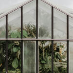 The Greenhouse Guide: Cultivating Cannabis with Success