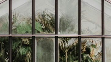 The Greenhouse Guide: Cultivating Cannabis with Success