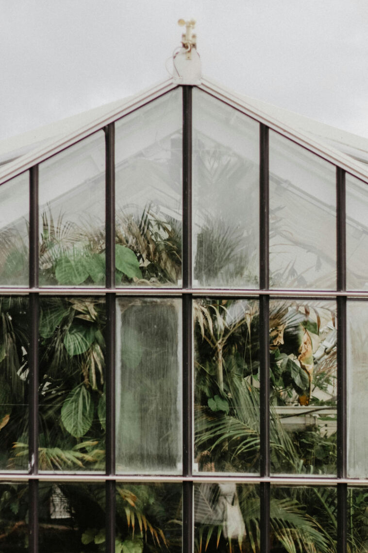 The Greenhouse Guide: Cultivating Cannabis with Success
