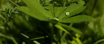 The Science of Water-Soluble Cannabis