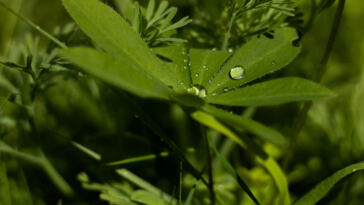 The Science of Water-Soluble Cannabis