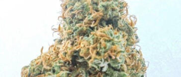 Rapid Rise: Top Quick-Growing Cannabis Strains for Novice Growers