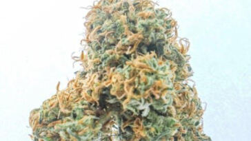 Rapid Rise: Top Quick-Growing Cannabis Strains for Novice Growers