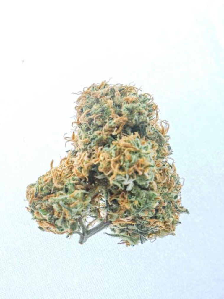 Rapid Rise: Top Quick-Growing Cannabis Strains for Novice Growers