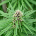 Potentially Prolonged: Cannabis License Approval Hold-ups