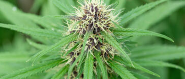 Potentially Prolonged: Cannabis License Approval Hold-ups