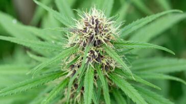 Potentially Prolonged: Cannabis License Approval Hold-ups